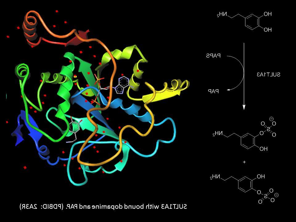 合成酶的彩色图象